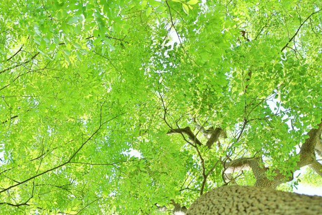 空気がきれい